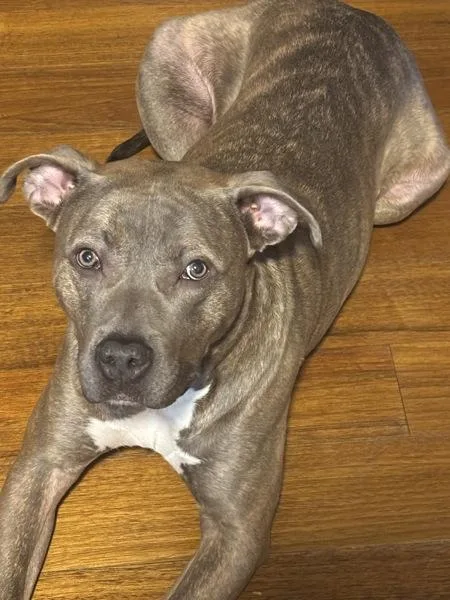 Zeus Atticus thumbnail 6