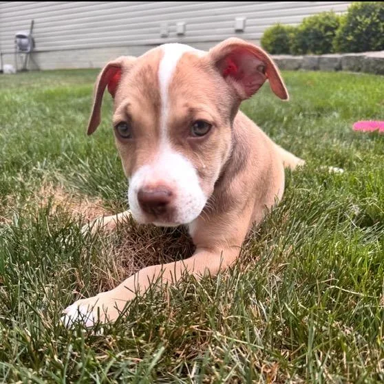 A baby large-sized female Yellow / Tan / Blond / Fawn Mixed Breed dog named Begonia for adoption in Owosso, MI