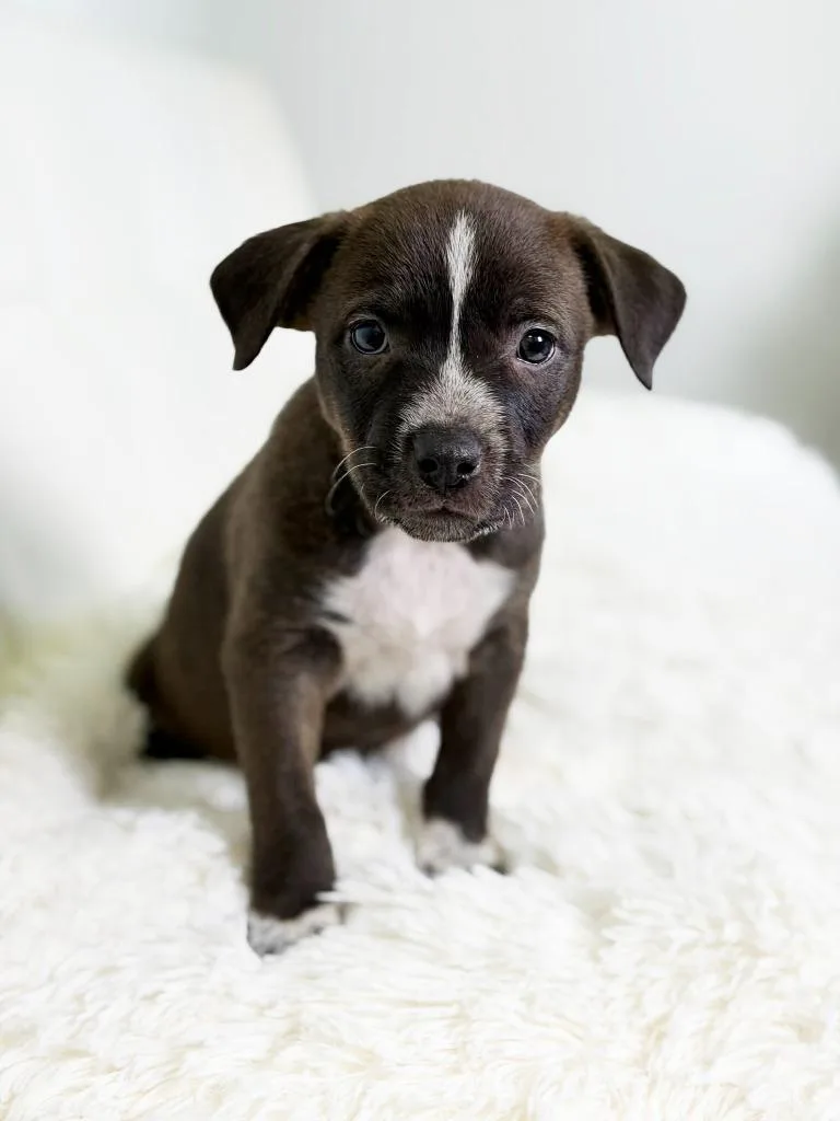 Cookie Litter  Macadamia