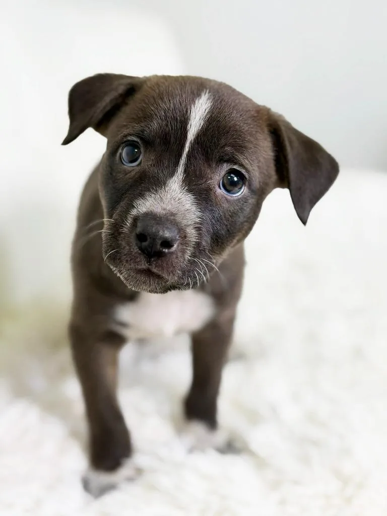 Cookie Litter  Macadamia thumbnail 2