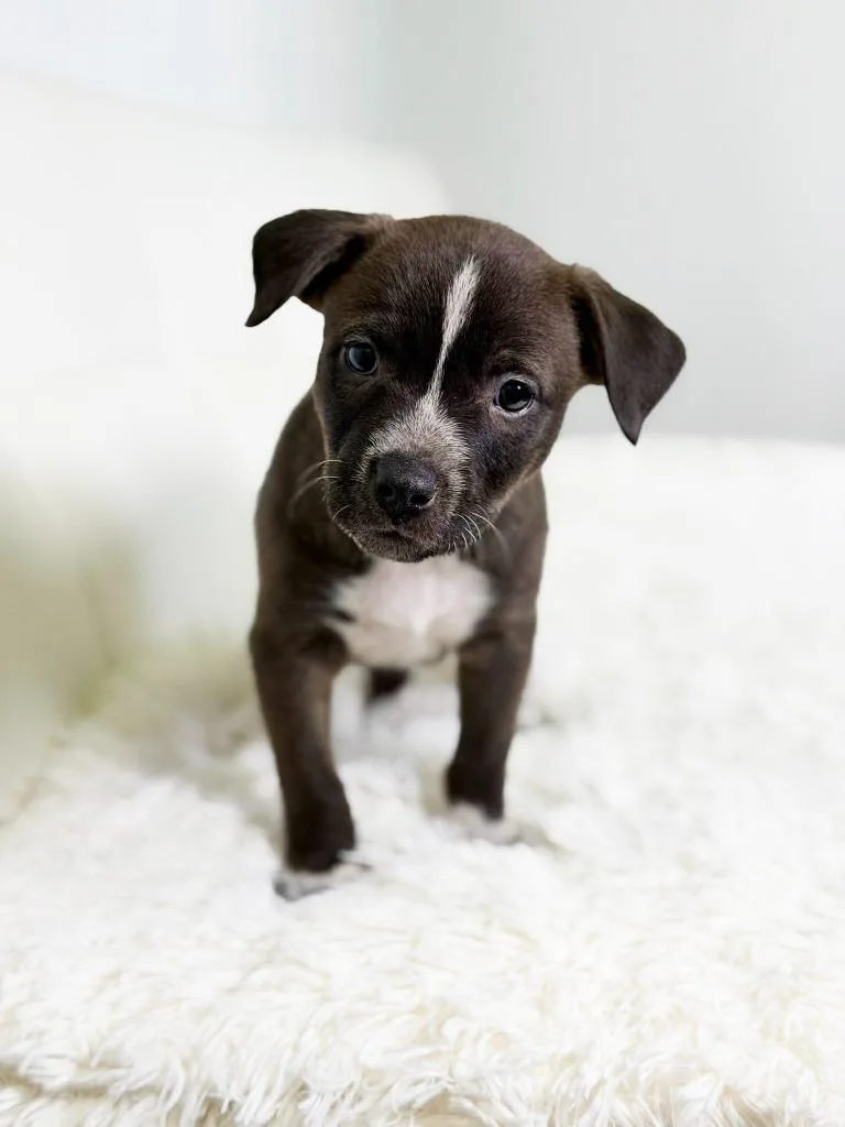 Cookie Litter  Macadamia thumbnail 3