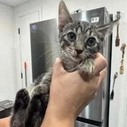 A baby small-sized female Gray / Blue / Silver Domestic Short Hair cat named Isa for adoption in West Palm Beach, FL