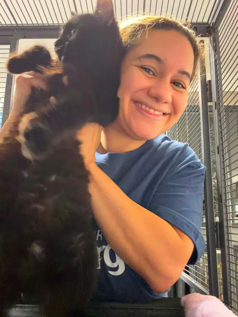 A young medium-sized male Black Domestic Medium Hair cat named Wolfie for adoption in Bronx, NY