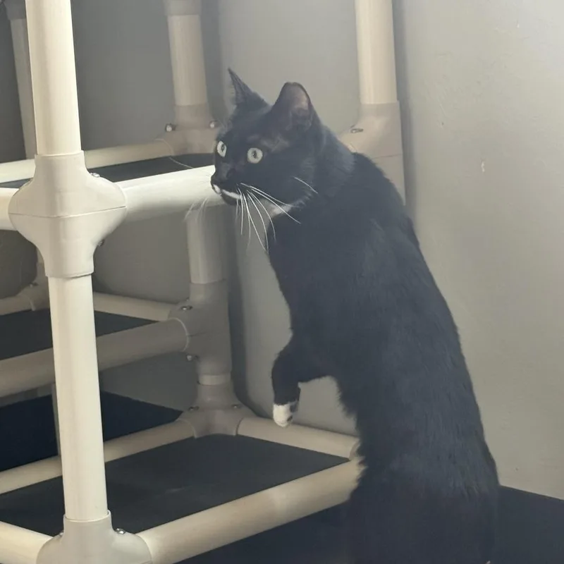 Pringles thumbnail 2