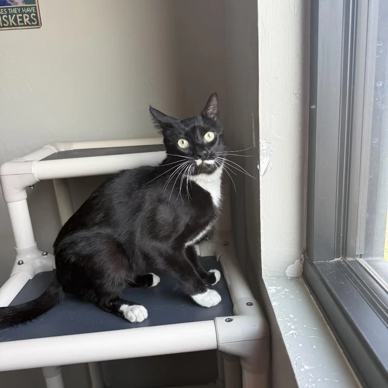 Pringles thumbnail 3