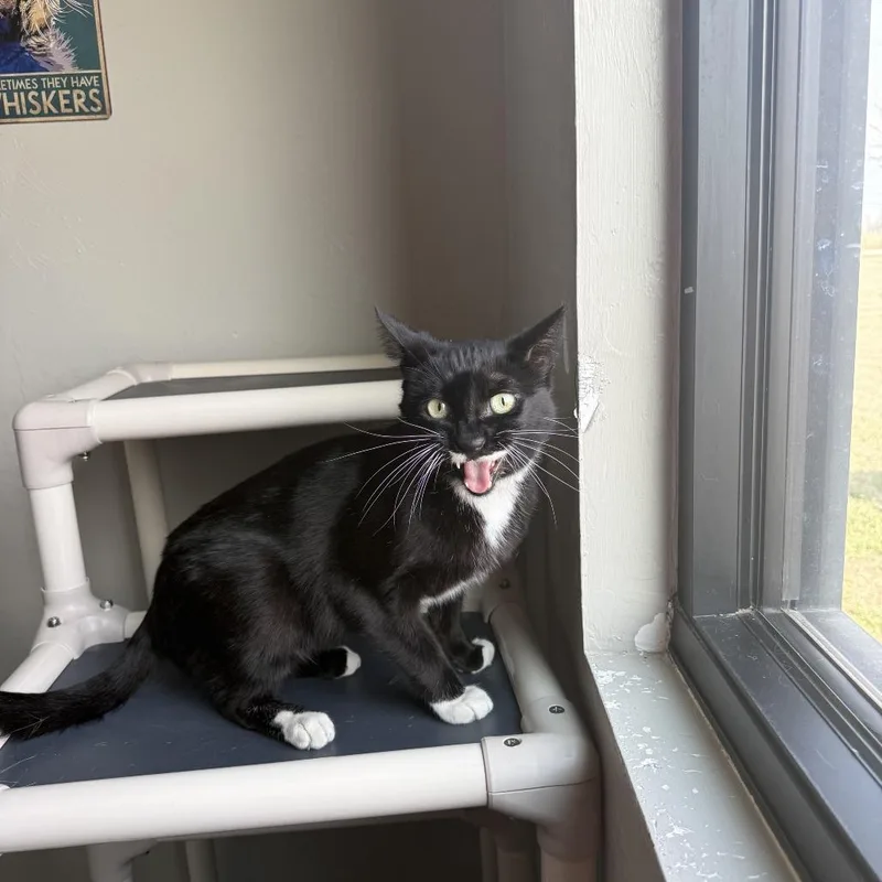 Pringles thumbnail 4