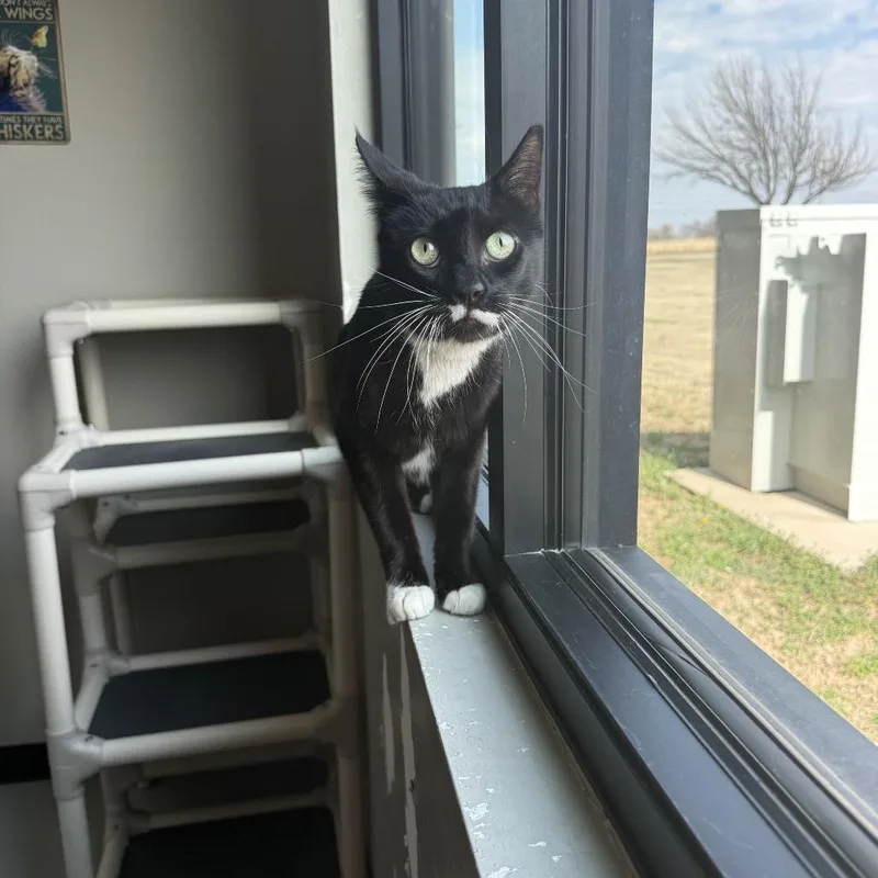 Pringles thumbnail 5