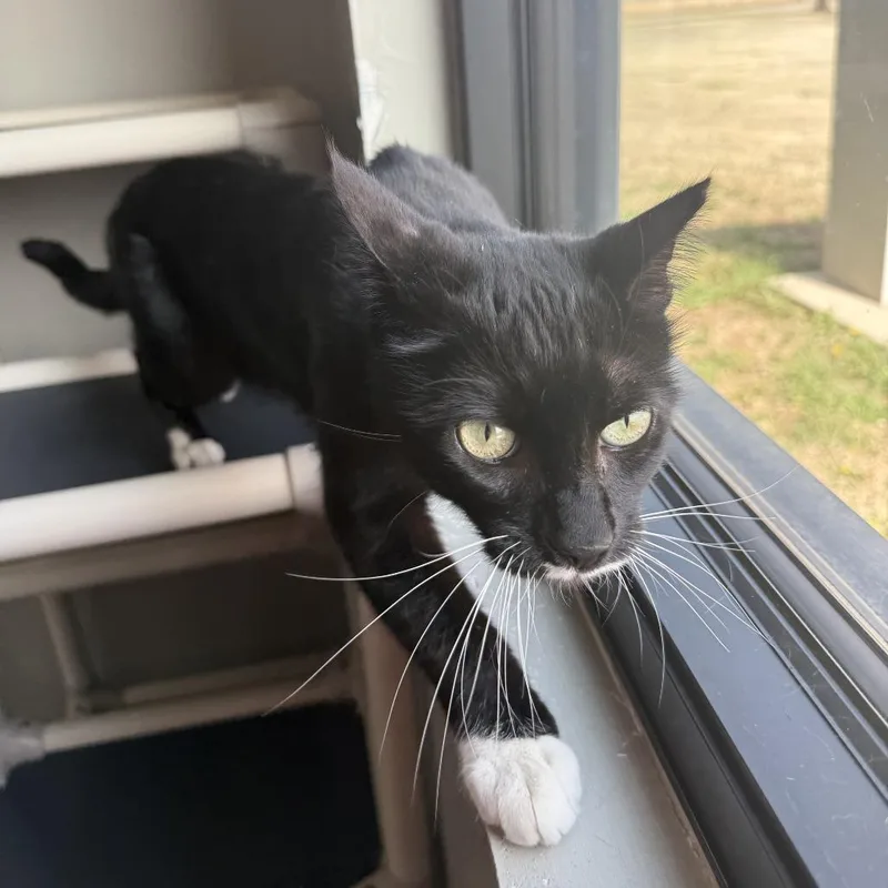 Pringles thumbnail 6