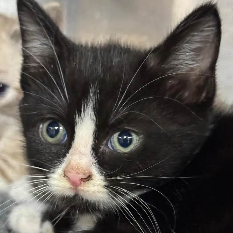 A baby small-sized female Black Domestic Short Hair cat named Pudu for adoption in Shinnston, WV