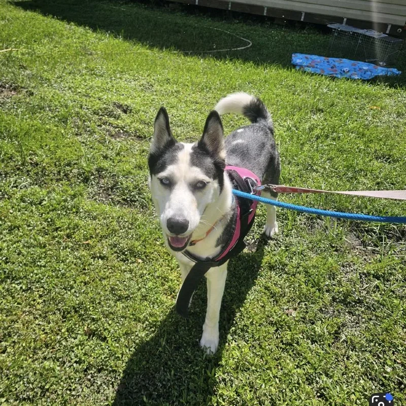 An adult large-sized female Husky dog named Dixieann for adoption in Middleburg, FL
