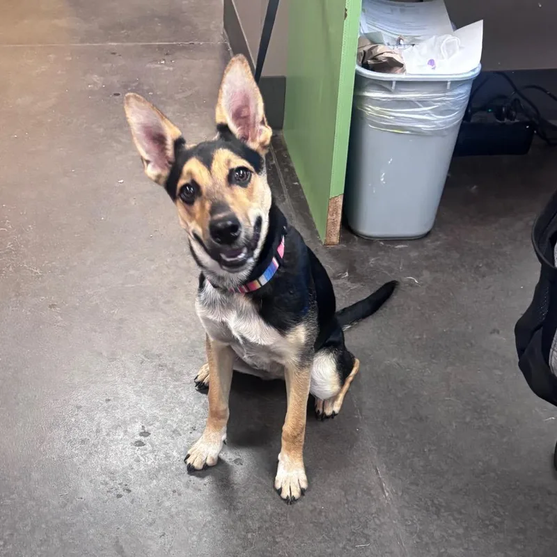 An adult medium-sized female Black Mixed Breed dog named TabathaTabby for adoption in Norman, OK