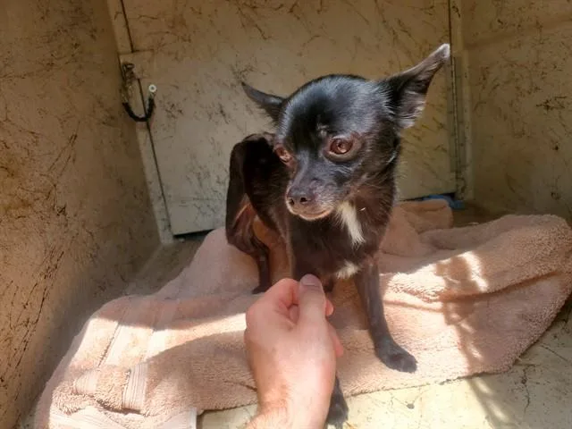An adult small-sized male Chihuahua dog named Donny for adoption in Garland, TX