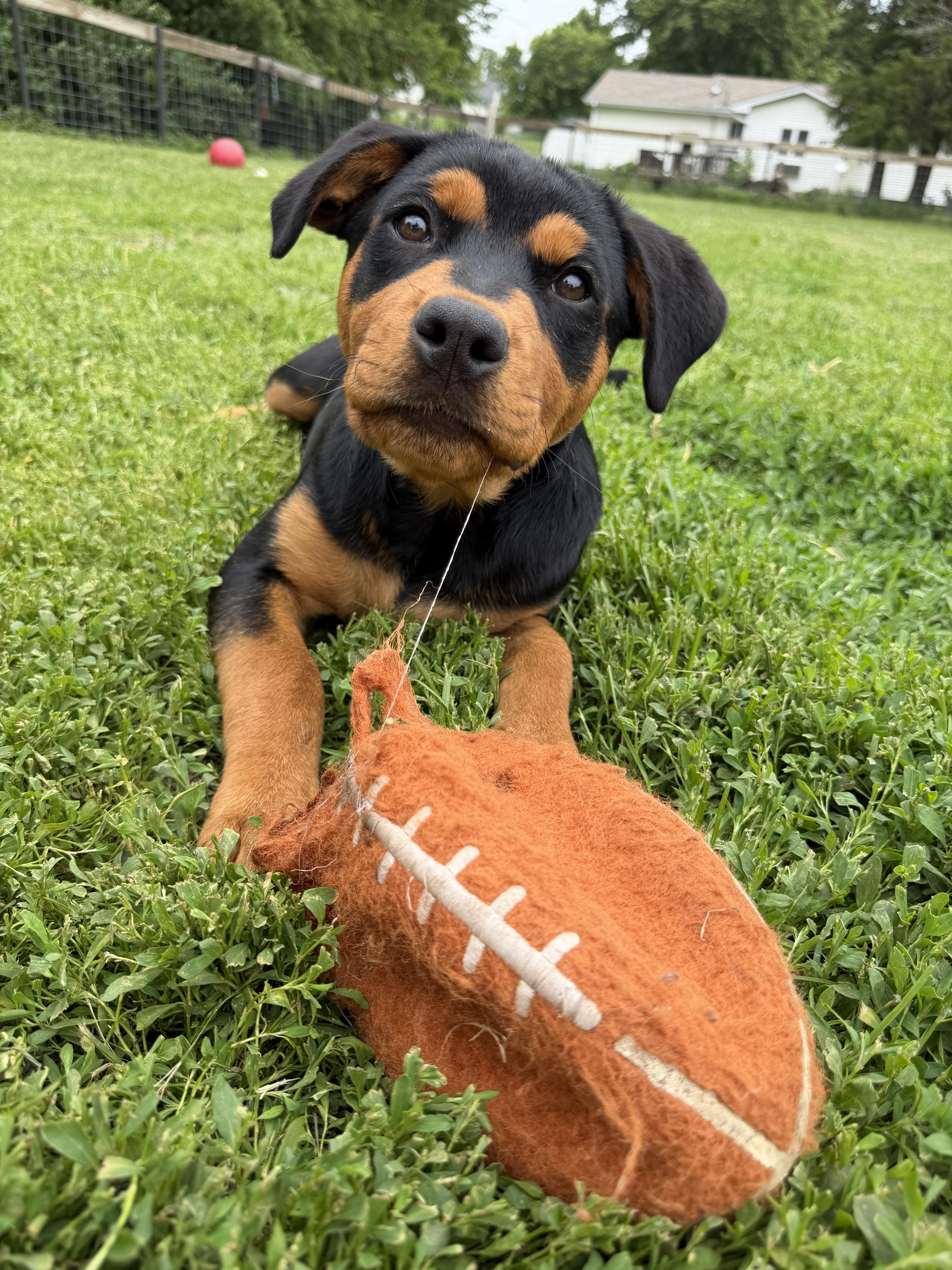 A young medium-sized female Rottweiler dog named Aster for adoption in Lincoln, NE