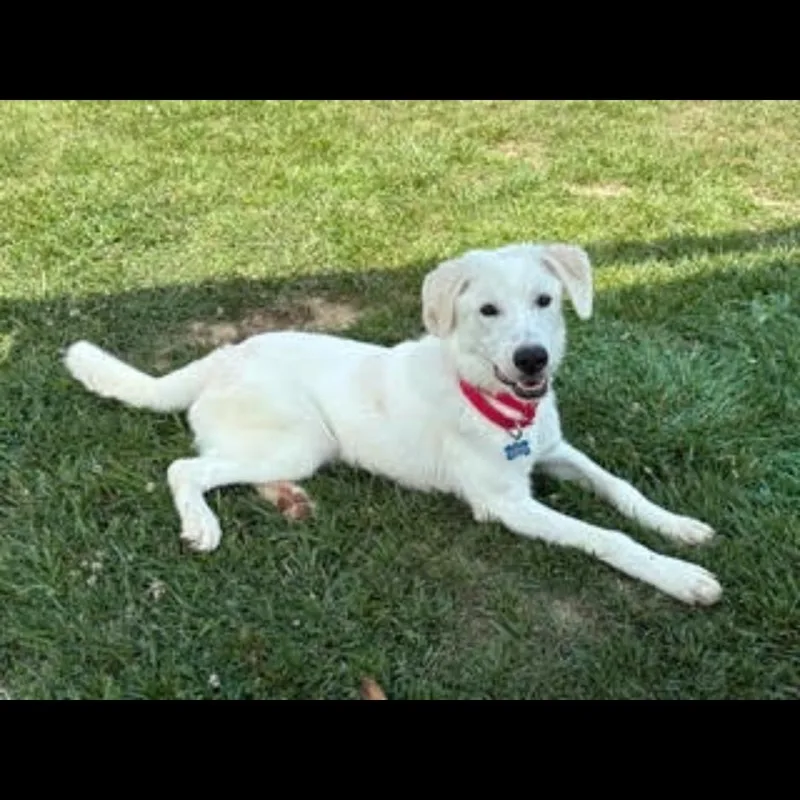 A young large-sized male White / Cream Great Pyrenees dog named Roy G Biv for adoption in Midlothian, VA