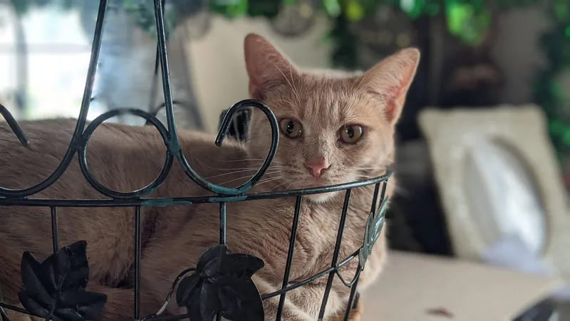 An adult medium-sized female Buff & White American Shorthair cat named Butterbeer for adoption in Logan, OH