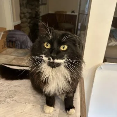 An adult large-sized male Black & White / Tuxedo Domestic Medium Hair cat named Joey for adoption in Pasadena, CA