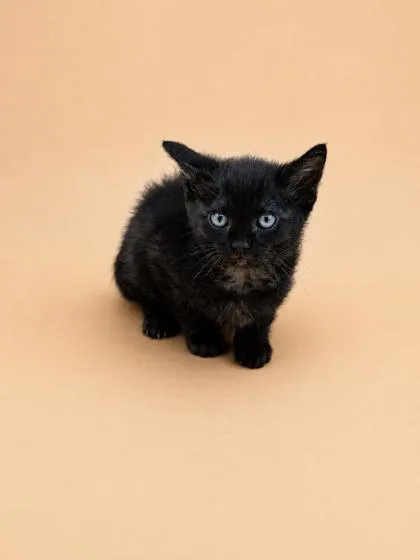A young small-sized male Domestic Short Hair cat named Dano for adoption in Dahlonega, GA