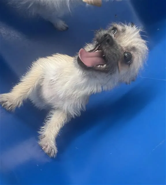 A baby small-sized female Mixed Breed dog named Lulu for adoption in Dallas, TX