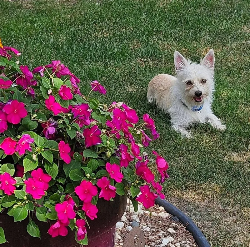 A young small-sized male West Highland White Terrier / Westie dog named Matthew for adoption in New London, WI