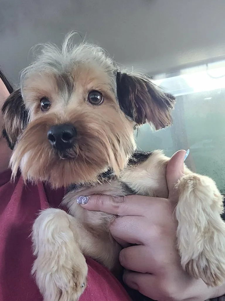 A young medium-sized male Yorkshire Terrier dog named Rufus for adoption in Republic, MO
