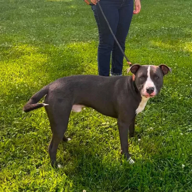 An adult medium-sized male Brown / Chocolate Mixed Breed dog named Tike for adoption in Edwardsville, IL