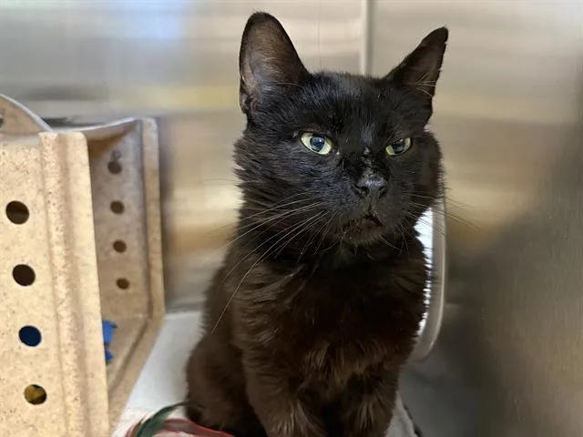 A young medium-sized male Domestic Short Hair cat named Dot for adoption in Kent, WA