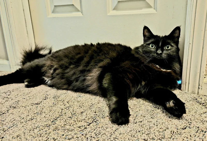 An adult medium-sized male Domestic Long Hair cat named Merlin for adoption in Berlin, NJ