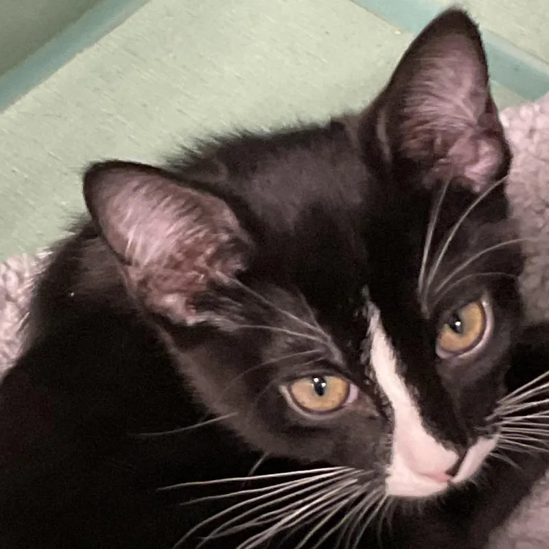 A baby small-sized male Black Domestic Short Hair cat named Caddy for adoption in Colorado Springs, CO