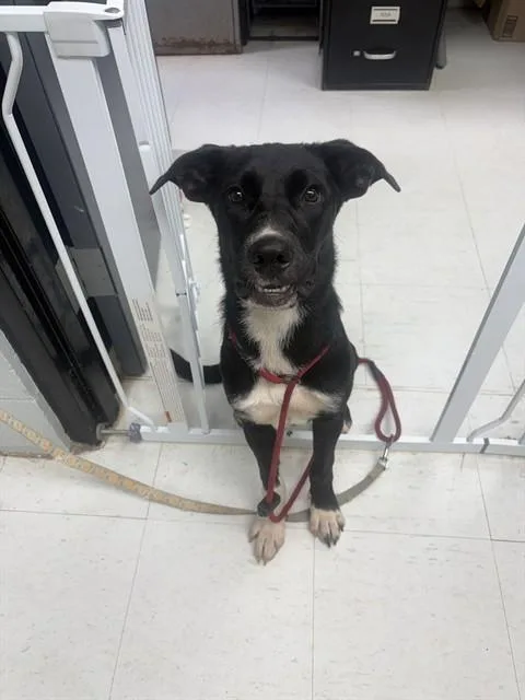A young medium-sized female Labrador Retriever dog named Stella for adoption in Chester, SC