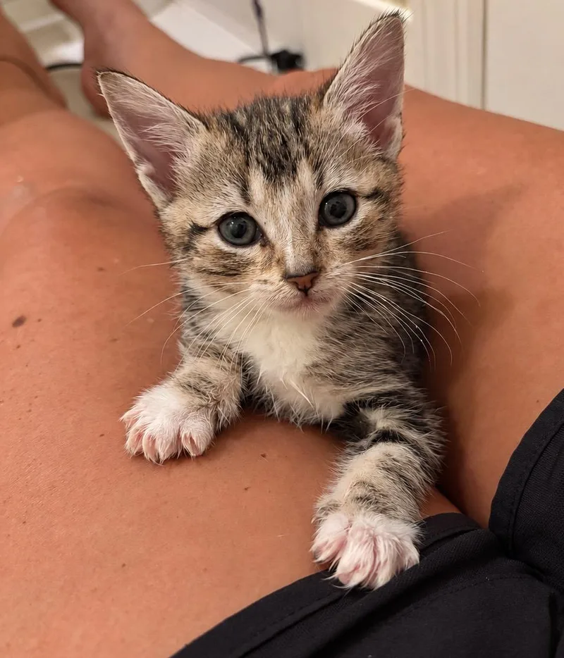 A baby medium-sized female Tabby cat named Pegleg for adoption in Columbia, SC