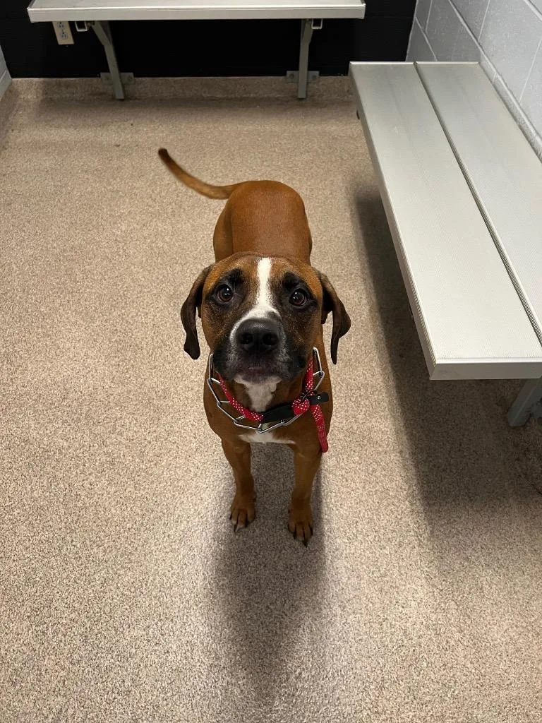 A young medium-sized male Boxer dog named Scooby for adoption in Troy, OH