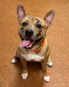 A young medium-sized male Hound dog named Scar for adoption in Euclid, OH