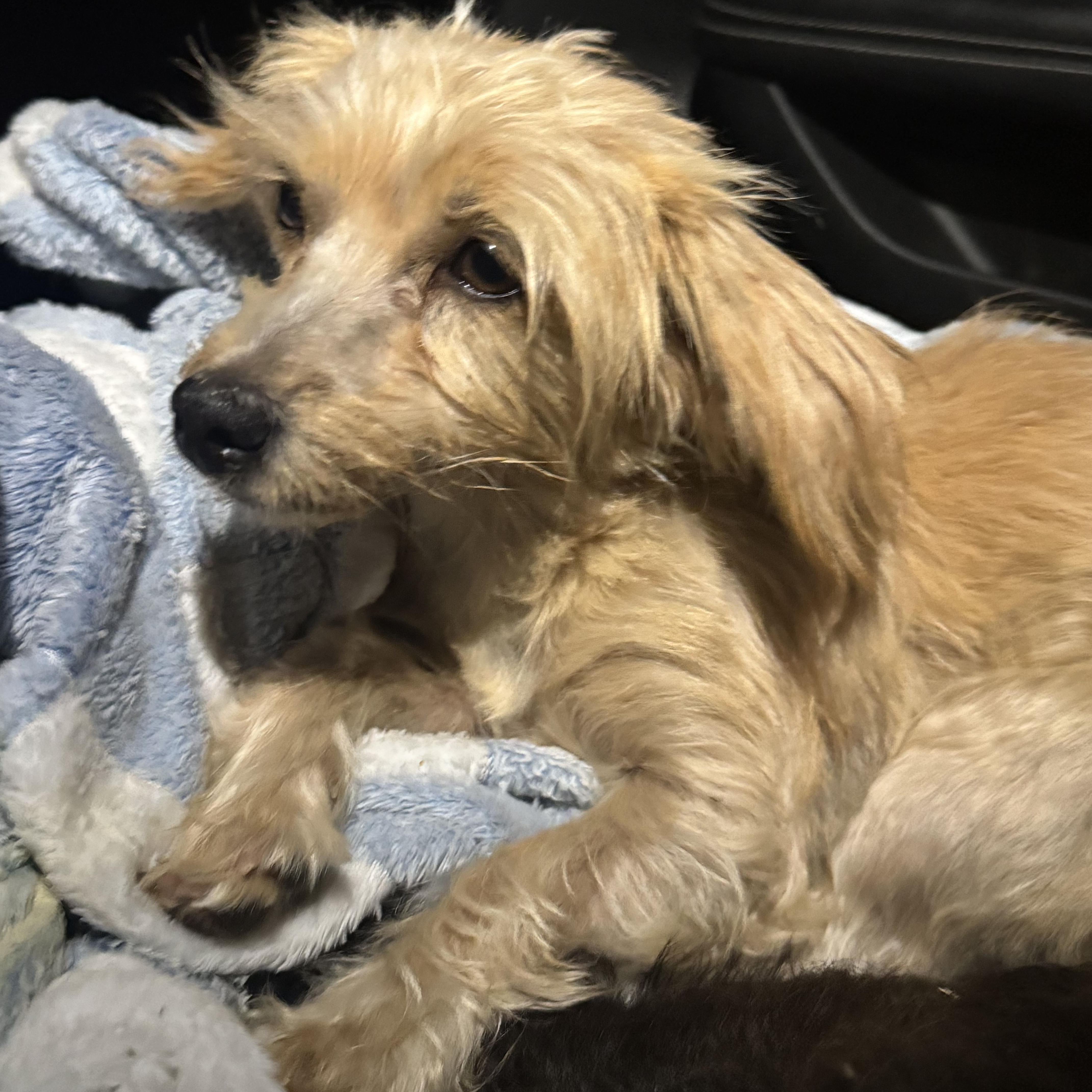 A young small-sized female Yorkshire Terrier dog named Ms. Sweetie Pie Spring for adoption in Ridgefield, WA