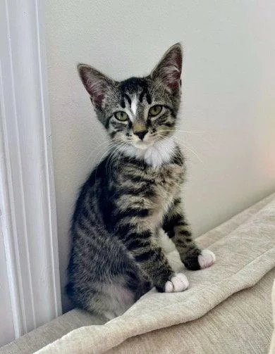 A baby medium-sized male Domestic Short Hair cat named Chick for adoption in Reston, VA