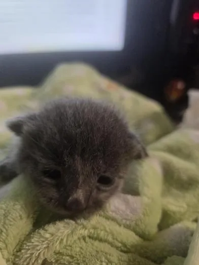 A baby medium-sized male Gray / Blue / Silver Russian Blue cat named Hoss for adoption in Liverpool, TX