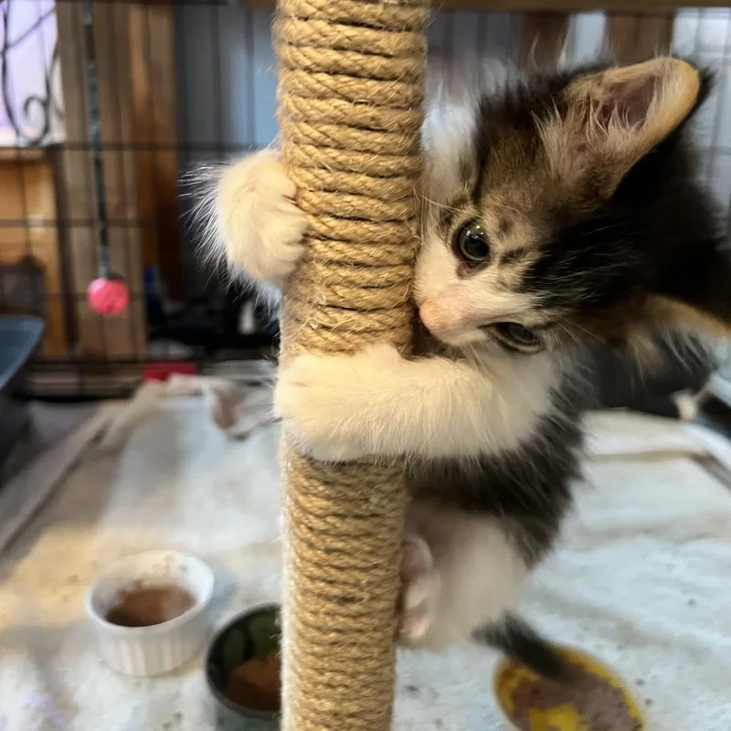 A baby small-sized male Brown / Chocolate Domestic Short Hair cat named Pogo Stick for adoption in Austin, TX