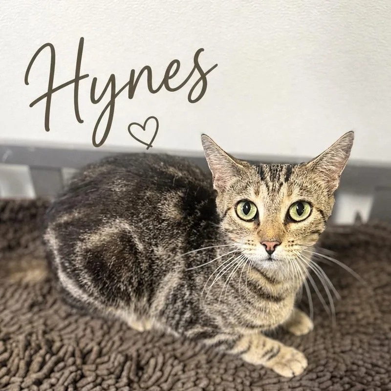 An adult medium-sized female Brown / Chocolate Domestic Short Hair cat named Hynes for adoption in Brownsboro, AL