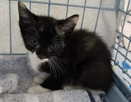A baby small-sized female Domestic Short Hair cat named Siete for adoption in Gainesville, FL