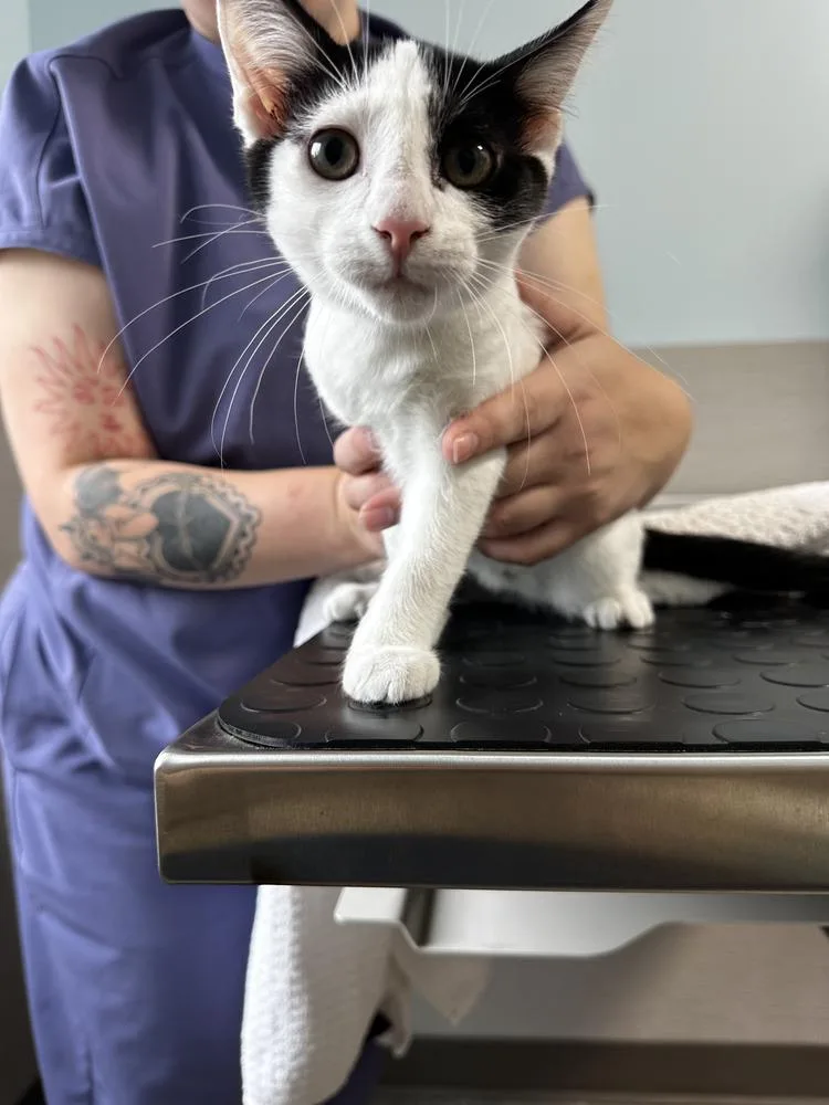 A baby small-sized female Black & White / Tuxedo Domestic Short Hair cat named River for adoption in Hudson, NH
