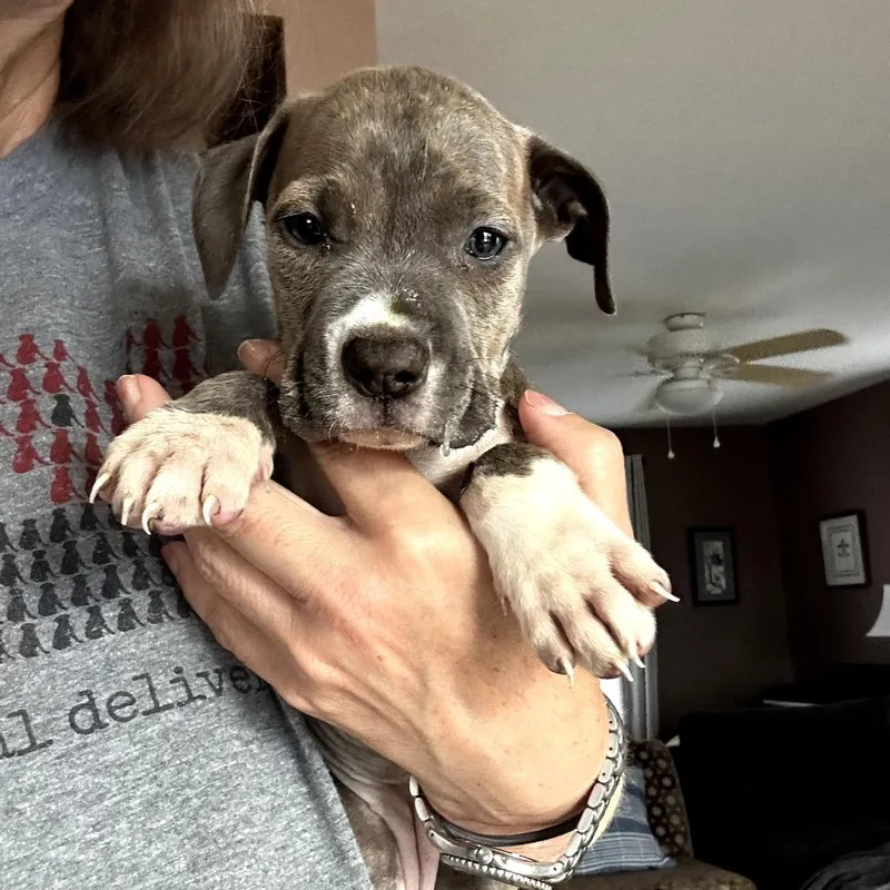 A baby small-sized female Gray / Blue / Silver Mixed Breed dog named Soul Survivor for adoption in Fredericksburg, VA