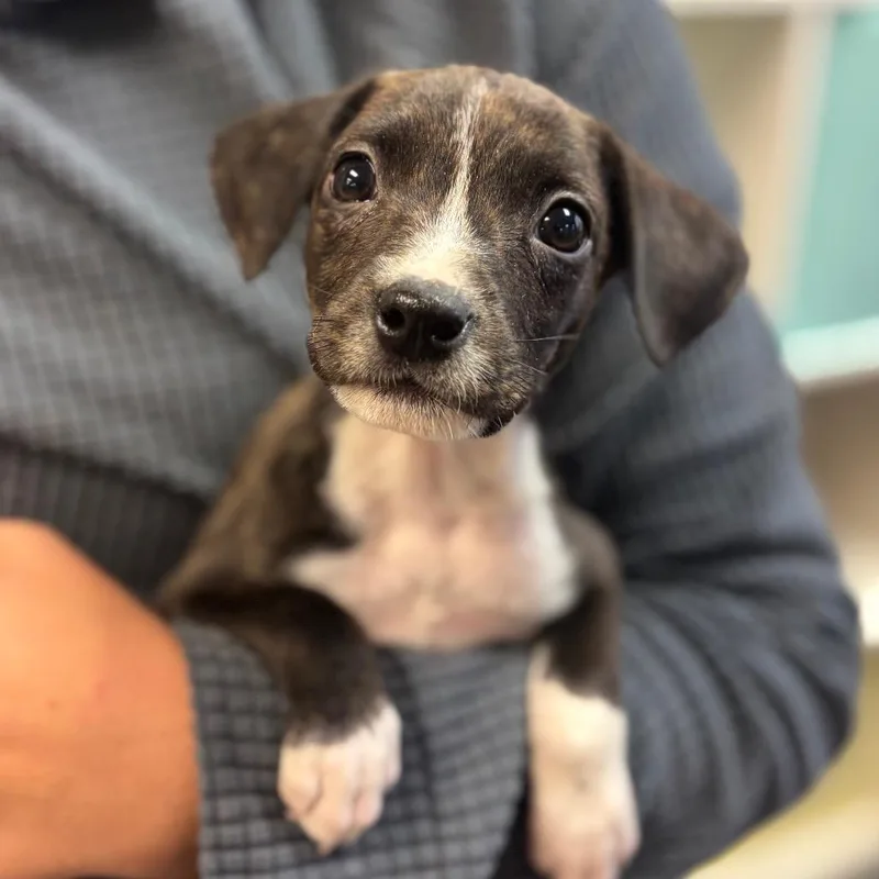 A baby small-sized female Mixed Breed dog named Gertrude for adoption in Springboro, OH