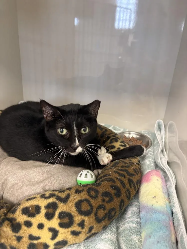 A senior medium-sized female Black & White / Tuxedo Domestic Short Hair cat named Olive for adoption in Fort collins, CO