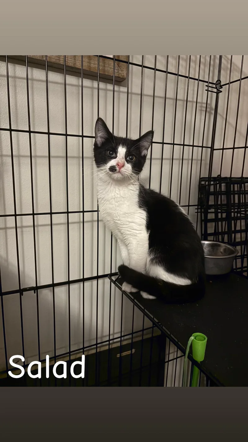 A baby small-sized male Black & White / Tuxedo Tuxedo cat named Salad for adoption in Wanaque, NJ