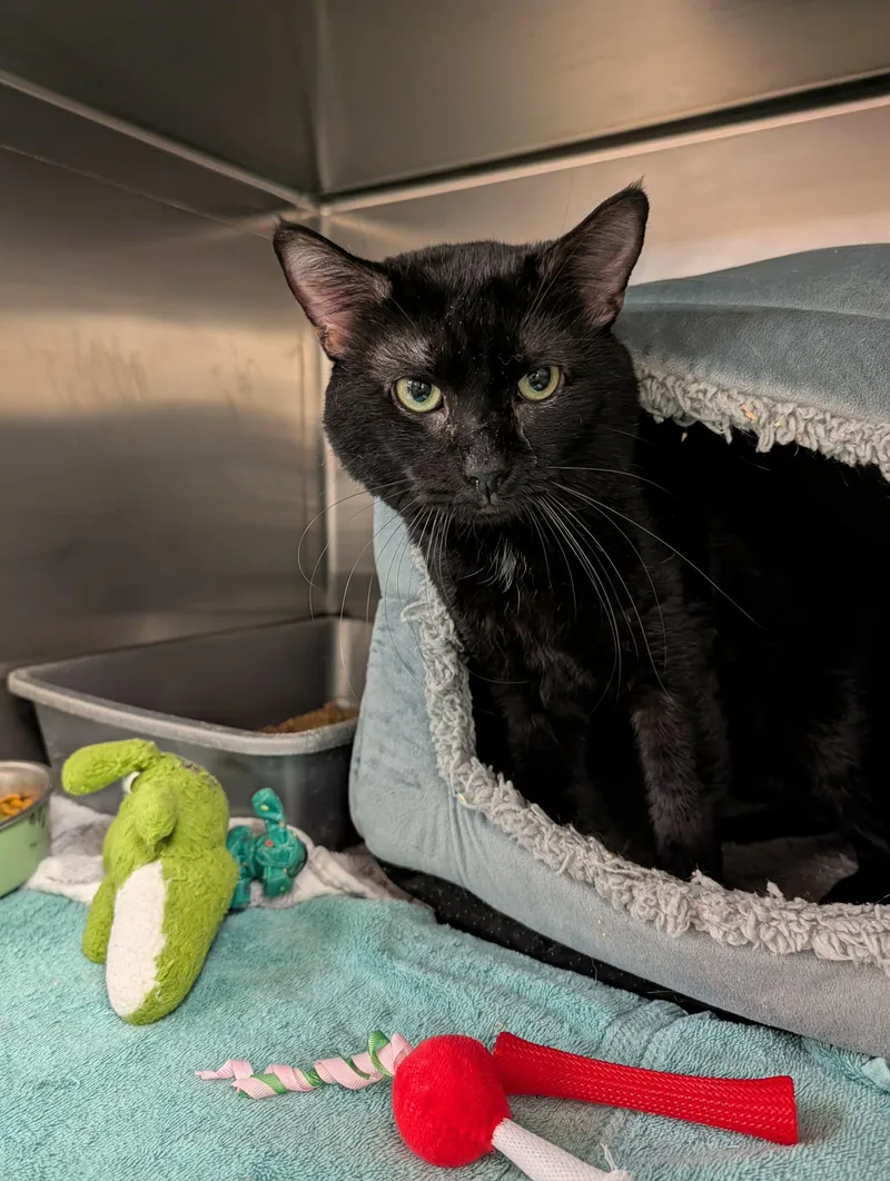 An adult large-sized male Black Domestic Short Hair cat named Bellamy for adoption in Chambersburg, PA