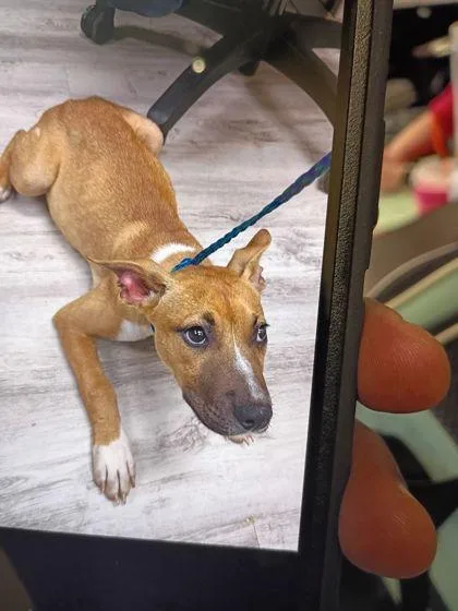 A baby medium-sized female Mixed Breed dog named Gianna for adoption in Atlanta, GA