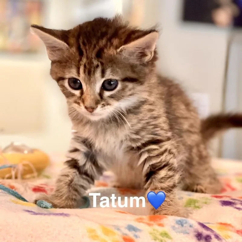 A baby small-sized male Brown / Chocolate Domestic Medium Hair cat named Tatum for adoption in Peachtree City, GA