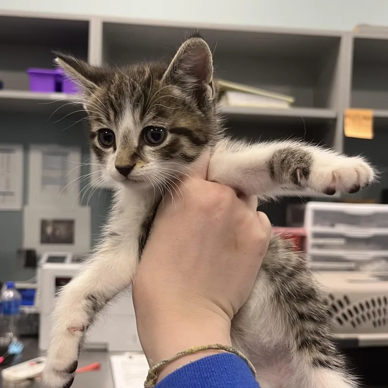 A baby small-sized male Brown / Chocolate Domestic Short Hair cat named Pontiac for adoption in Greensboro, NC