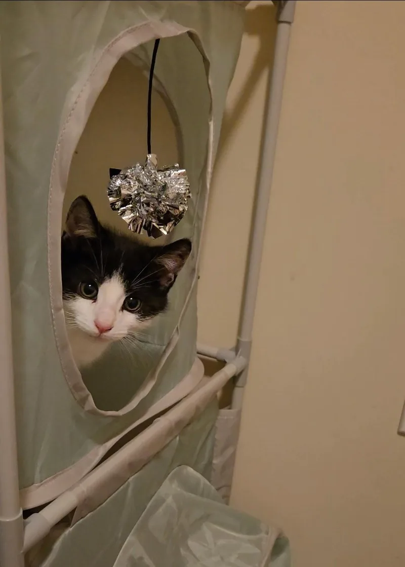 A baby medium-sized male Black & White / Tuxedo Domestic Short Hair cat named Munchkin for adoption in Coatesville, PA