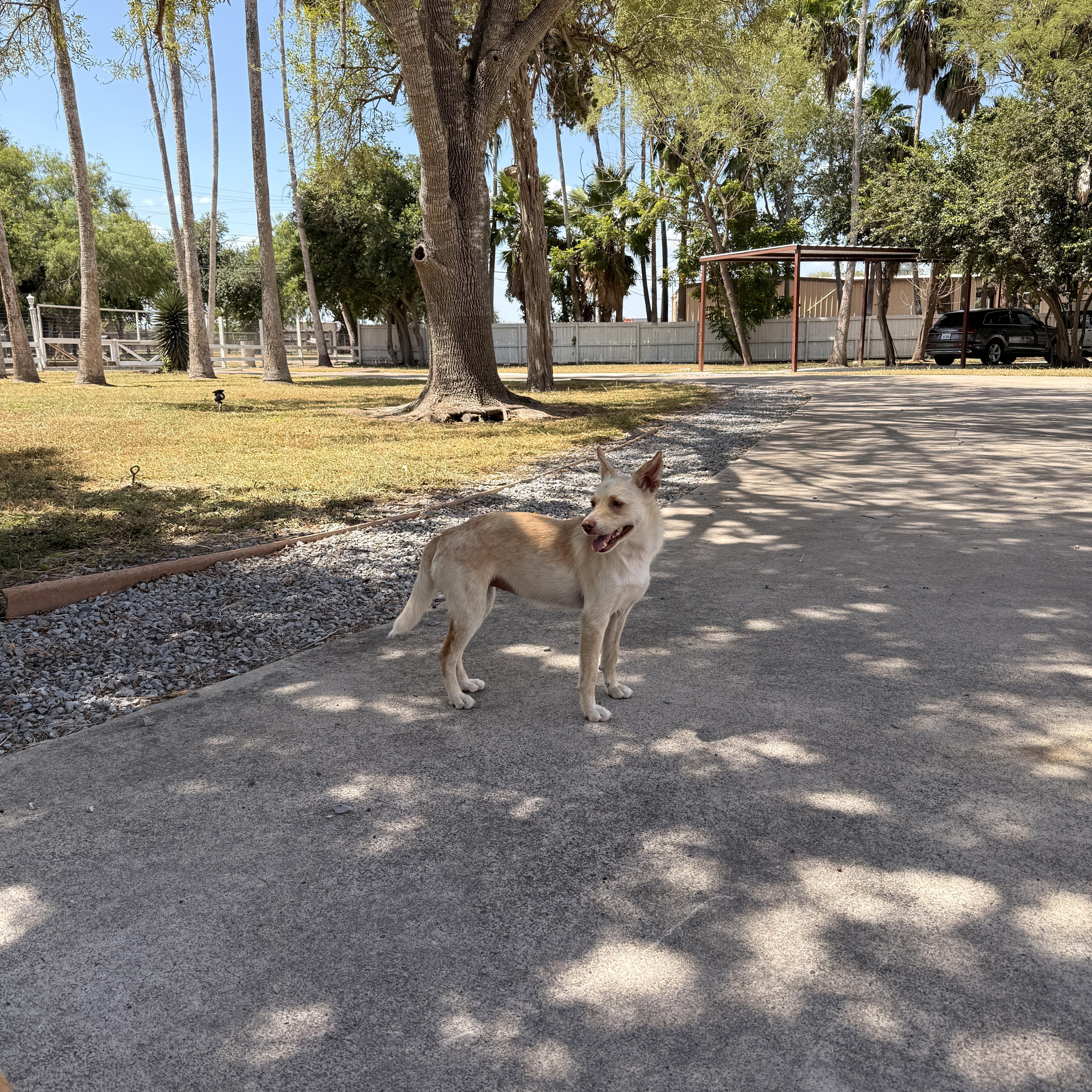 A young small-sized female Apricot / Beige Terrier dog named Adelia for adoption in La Feria, TX