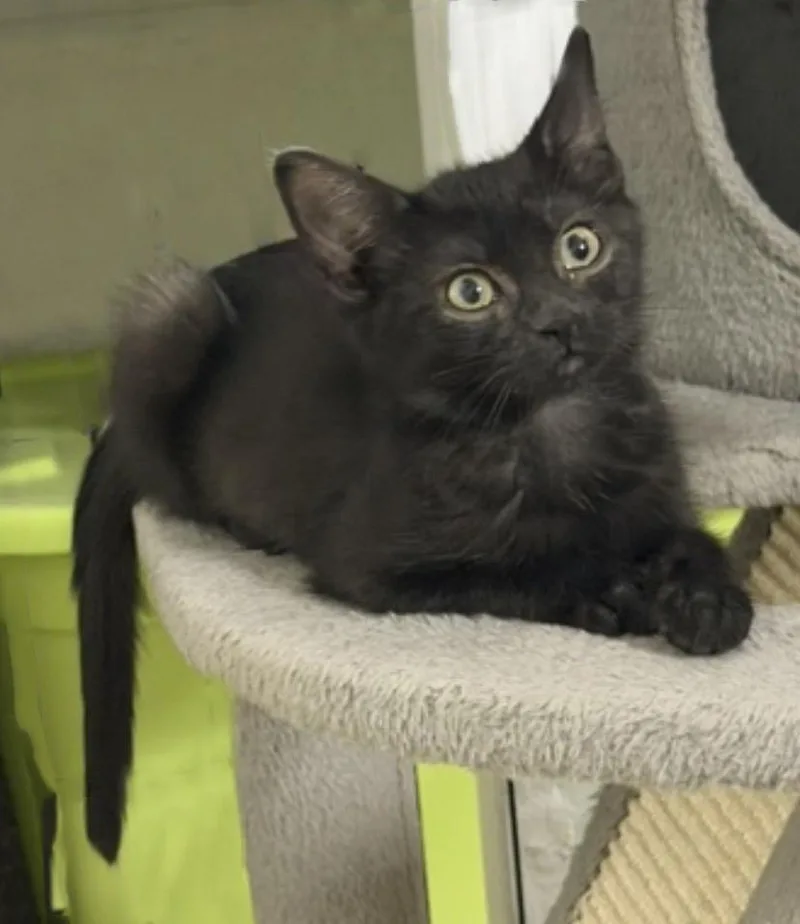 A baby small-sized female Black Domestic Short Hair cat named Biscotti Delights for adoption in Chandler, AZ